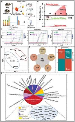 Tandem Mass Tagging Based Identification of Proteome Signatures for Reductive Stress Cardiomyopathy